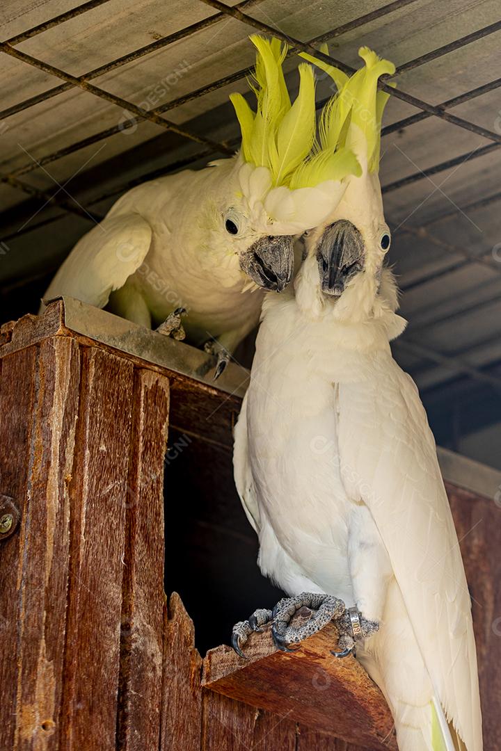 A cacatua de crista cidra (Cacatua sulphurea citrinocristata) é uma cacatua Imagem JPG