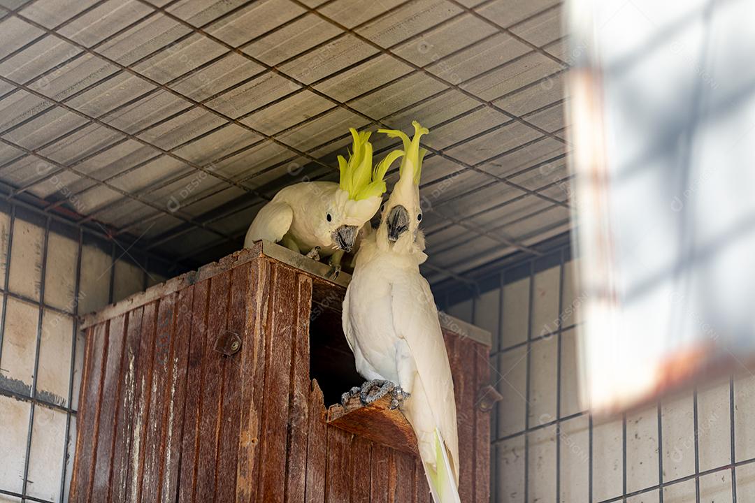 A cacatua de crista cidra (Cacatua sulphurea citrinocristata) é uma cacatua Imagem JPG