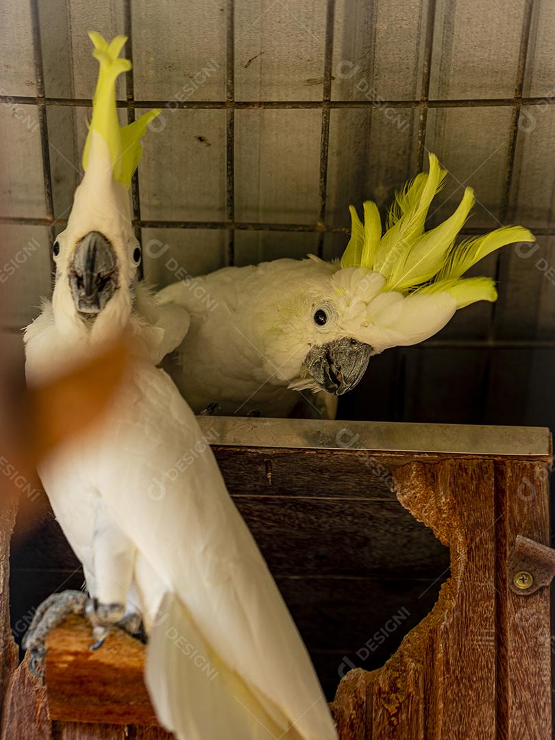 A cacatua de crista cidra (Cacatua sulphurea citrinocristata) é uma cacatua Imagem JPG