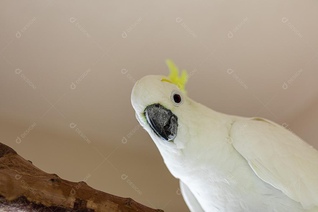 A cacatua de crista cidra (Cacatua sulphurea citrinocristata) é uma cacatua Imagem JPG