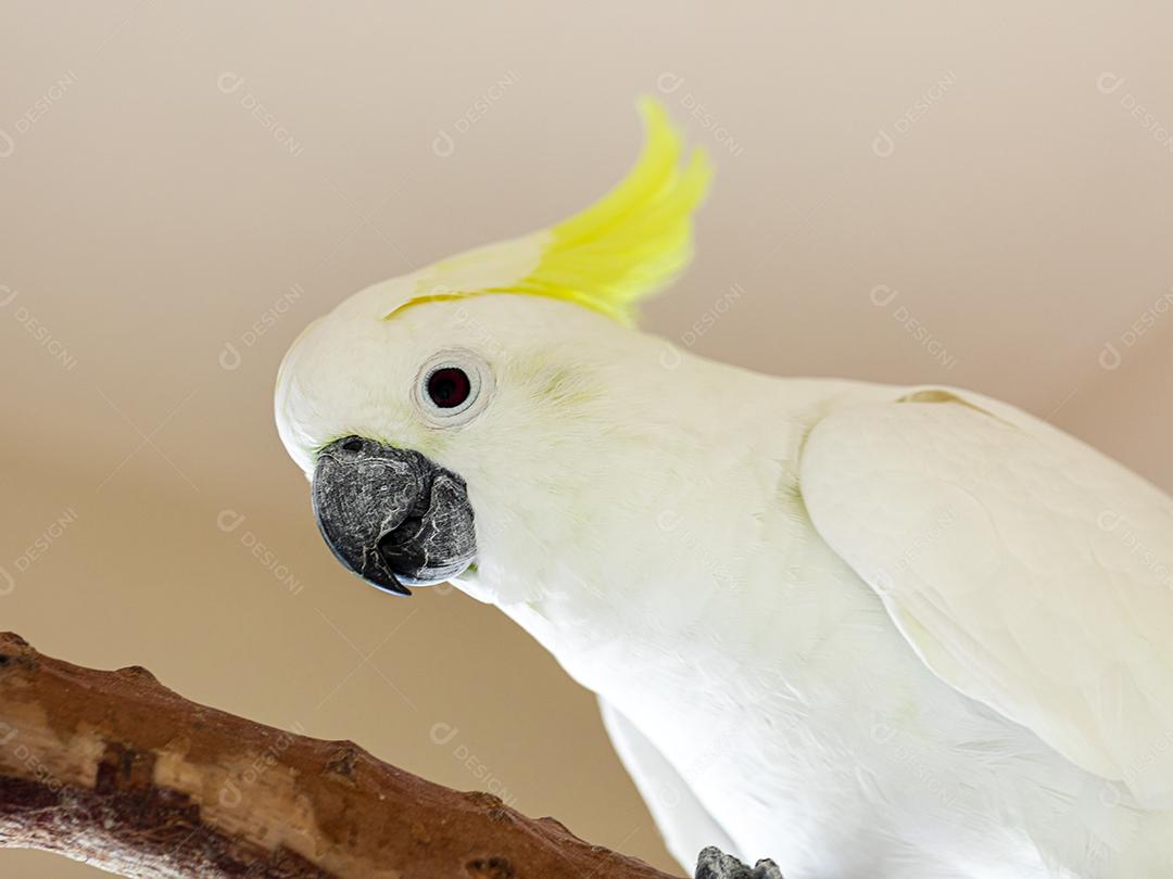 A cacatua de crista cidra (Cacatua sulphurea citrinocristata) é uma cacatua Imagem JPG