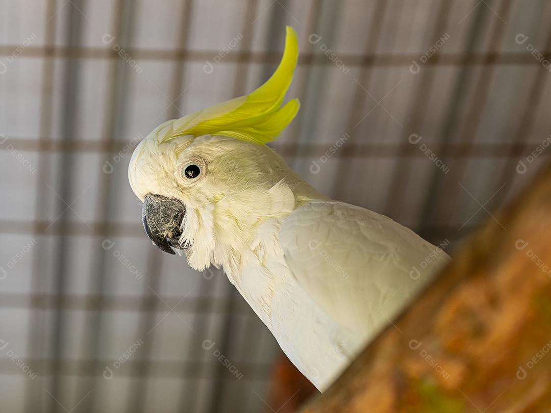 A cacatua de crista cidra (Cacatua sulphurea citrinocristata) é uma cacatua Imagem JPG