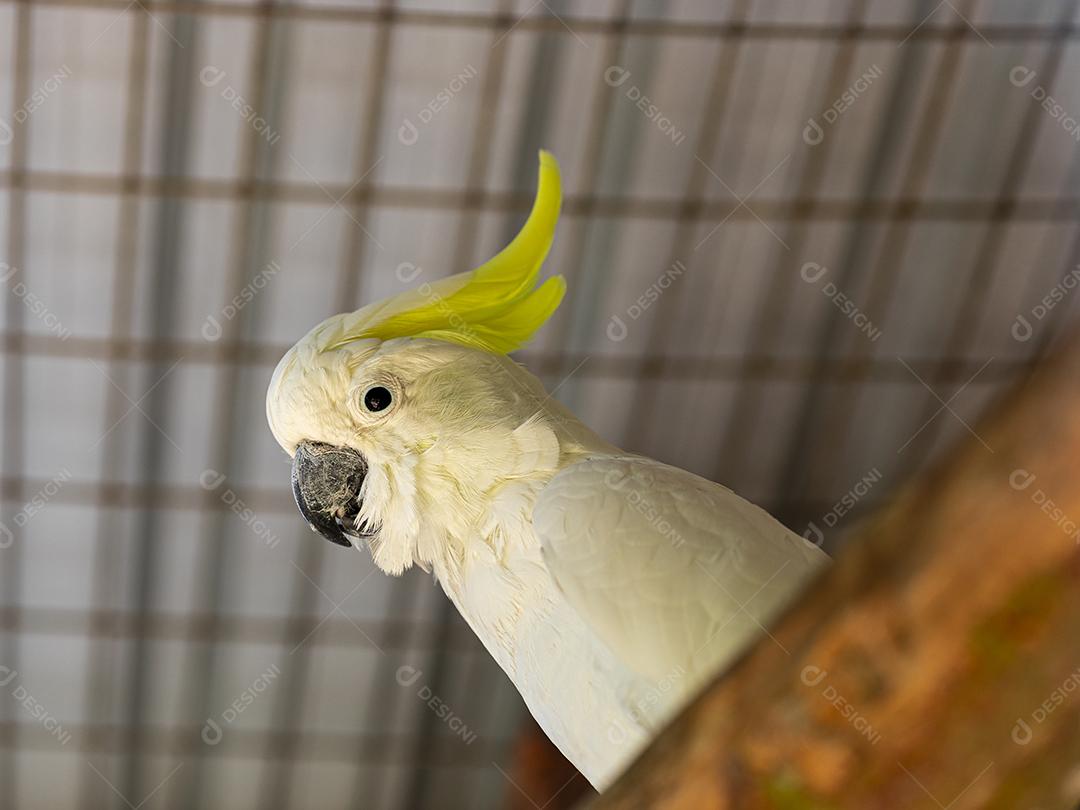 A cacatua de crista cidra (Cacatua sulphurea citrinocristata) é uma cacatua Imagem JPG