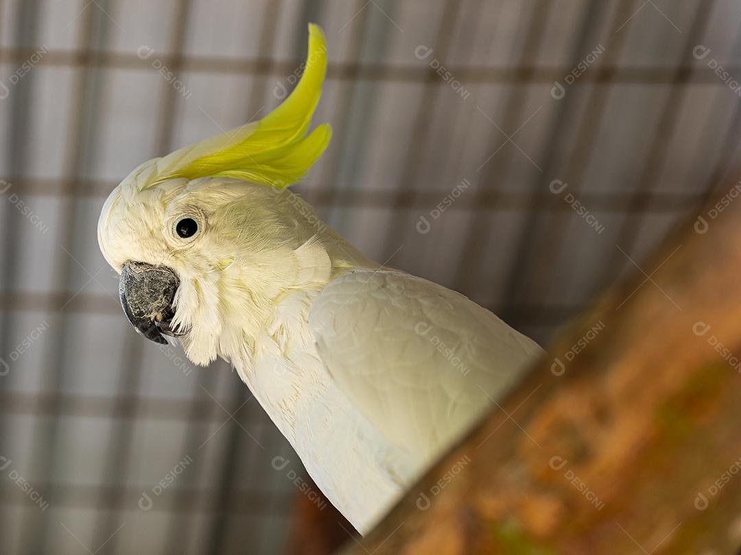 A cacatua de crista cidra (Cacatua sulphurea citrinocristata) é uma cacatua Imagem JPG