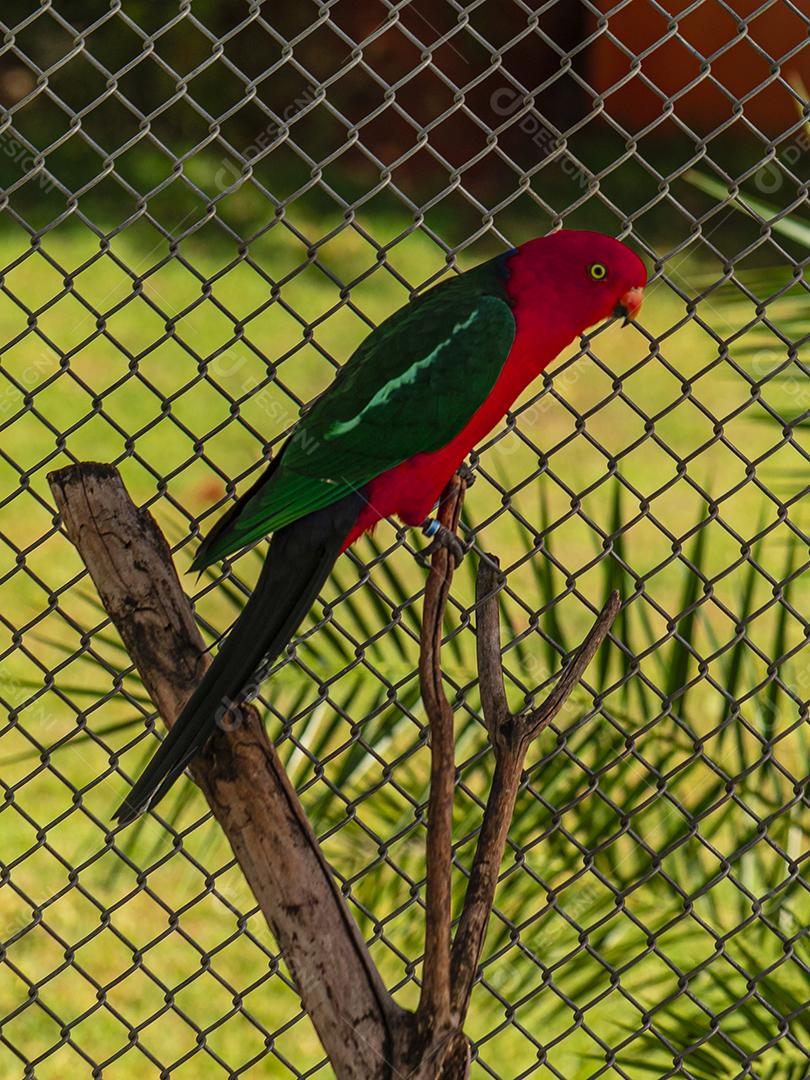 O papagaio de asas vermelhas (Aprosmictus erythropterus) é um papagaio Imagem JPG