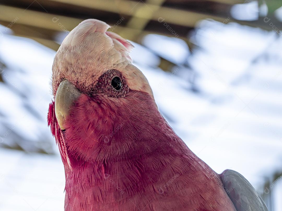 Fotos A galah (Eolophus roseicapilla), também conhecida rosa e cinza, é uma das cacatuas