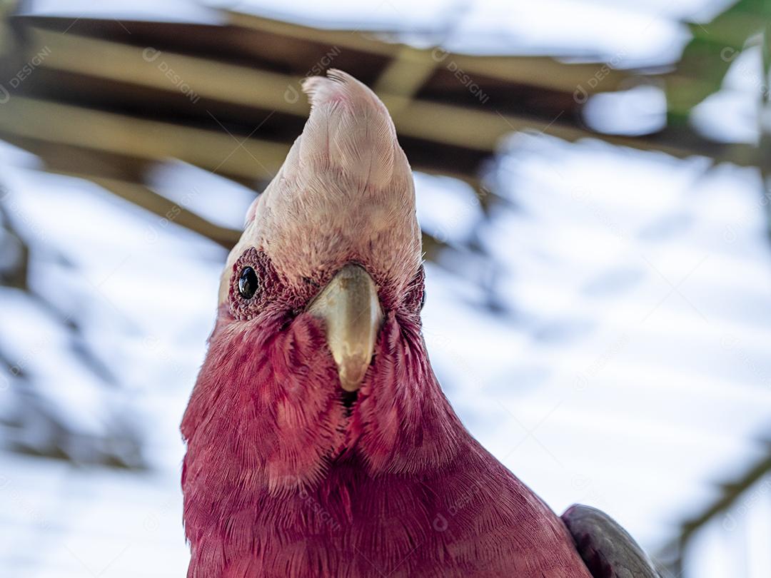 Fotos A galah (Eolophus roseicapilla), também conhecida rosa e cinza, é uma das cacatuas