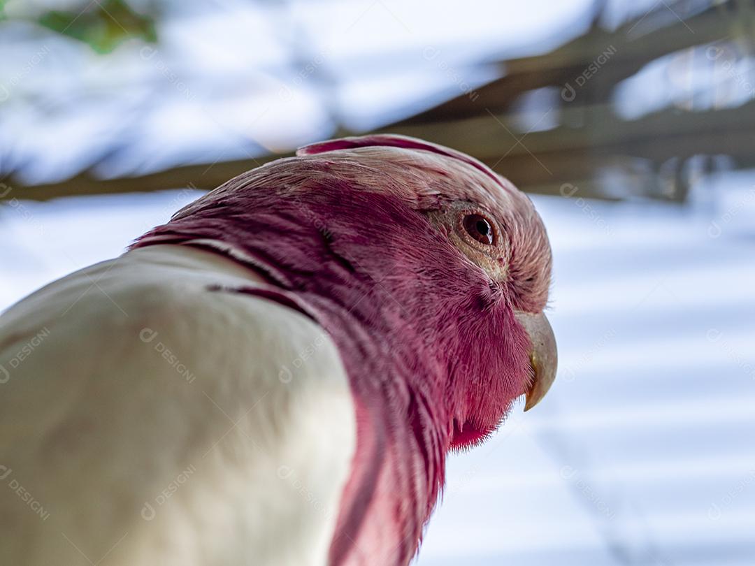 Fotos A galah (Eolophus roseicapilla), também conhecida rosa e cinza, é uma das cacatuas