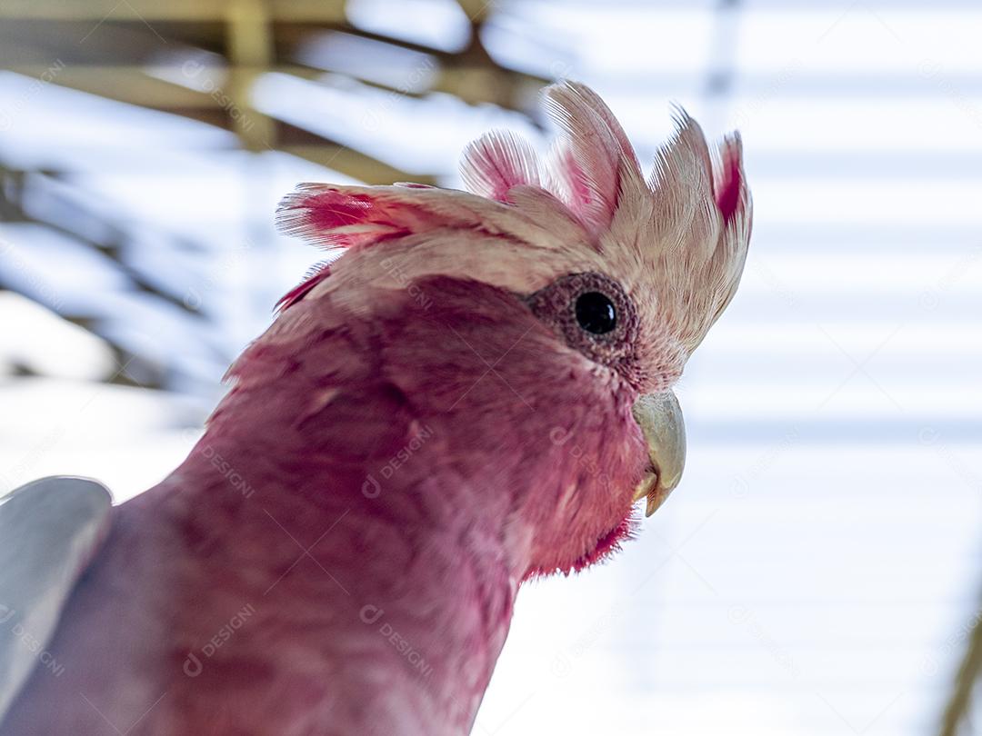 Fotos A galah (Eolophus roseicapilla), também conhecida rosa e cinza, é uma das cacatuas