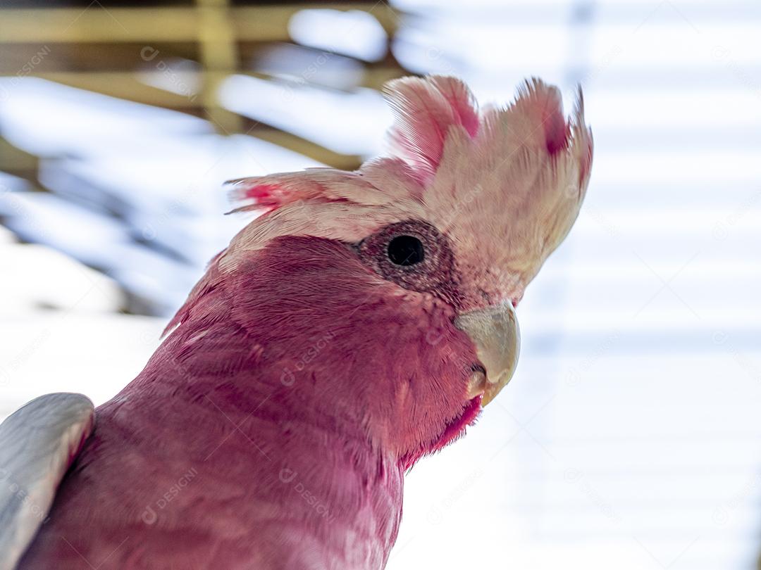 Fotos A galah (Eolophus roseicapilla), também conhecida rosa e cinza, é uma das cacatuas