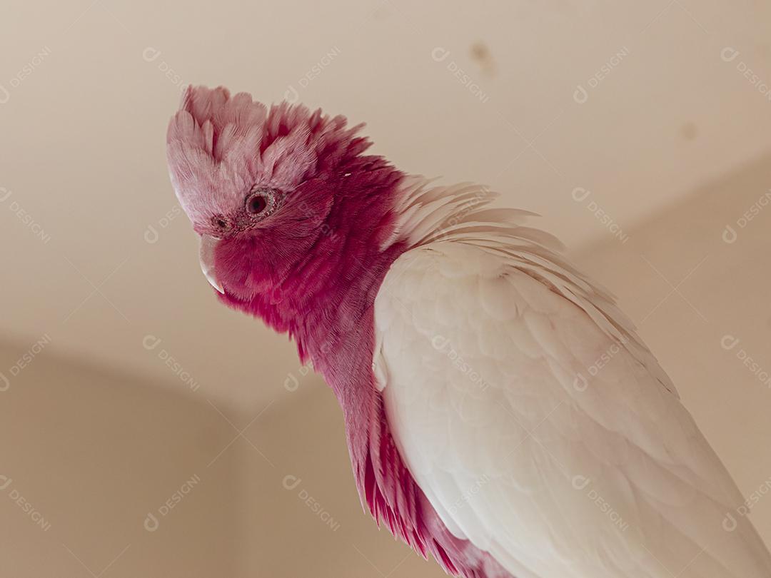 Fotos A galah (Eolophus roseicapilla), também conhecida rosa e cinza, é uma das cacatuas