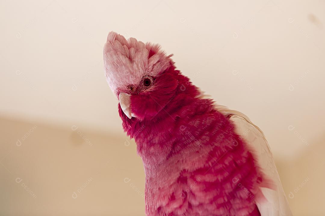 Fotos A galah (Eolophus roseicapilla), também conhecida rosa e cinza, é uma das cacatuas