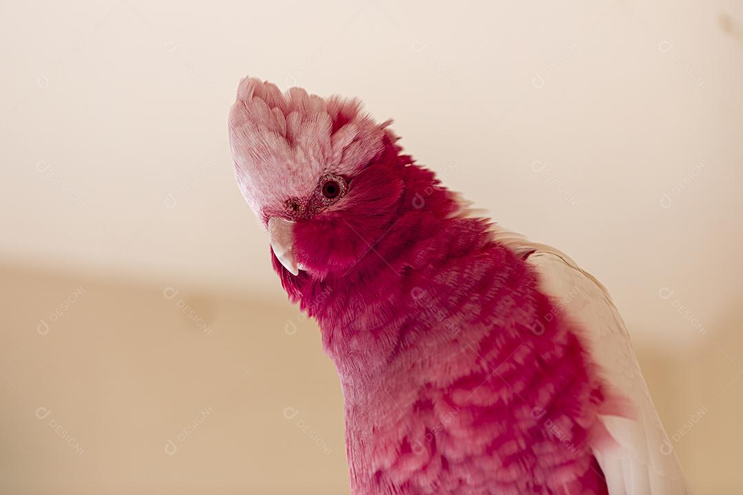 Fotos A galah (Eolophus roseicapilla), também conhecida rosa e cinza, é uma das cacatuas