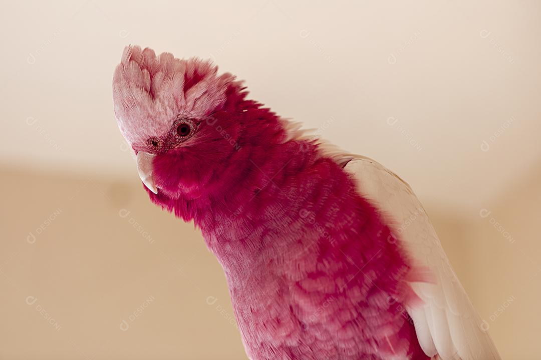 Fotos A galah (Eolophus roseicapilla), também conhecida rosa e cinza, é uma das cacatuas