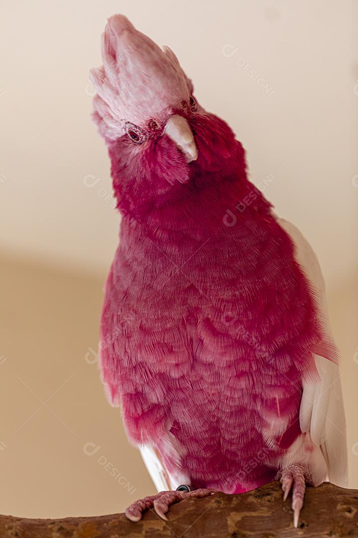 Fotos A galah (Eolophus roseicapilla), também conhecida rosa e cinza, é uma das cacatuas