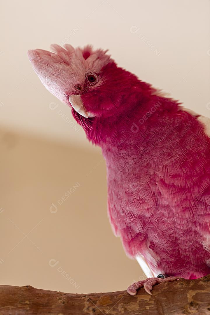 Fotos A galah (Eolophus roseicapilla), também conhecida rosa e cinza, é uma das cacatuas