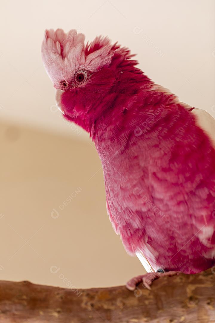 Fotos A galah (Eolophus roseicapilla), também conhecida rosa e cinza, é uma das cacatuas