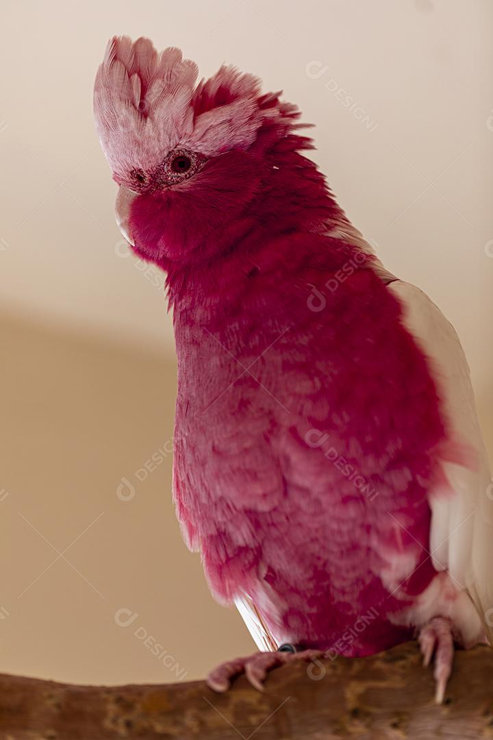 Fotos A galah (Eolophus roseicapilla), também conhecida rosa e cinza, é uma das cacatuas