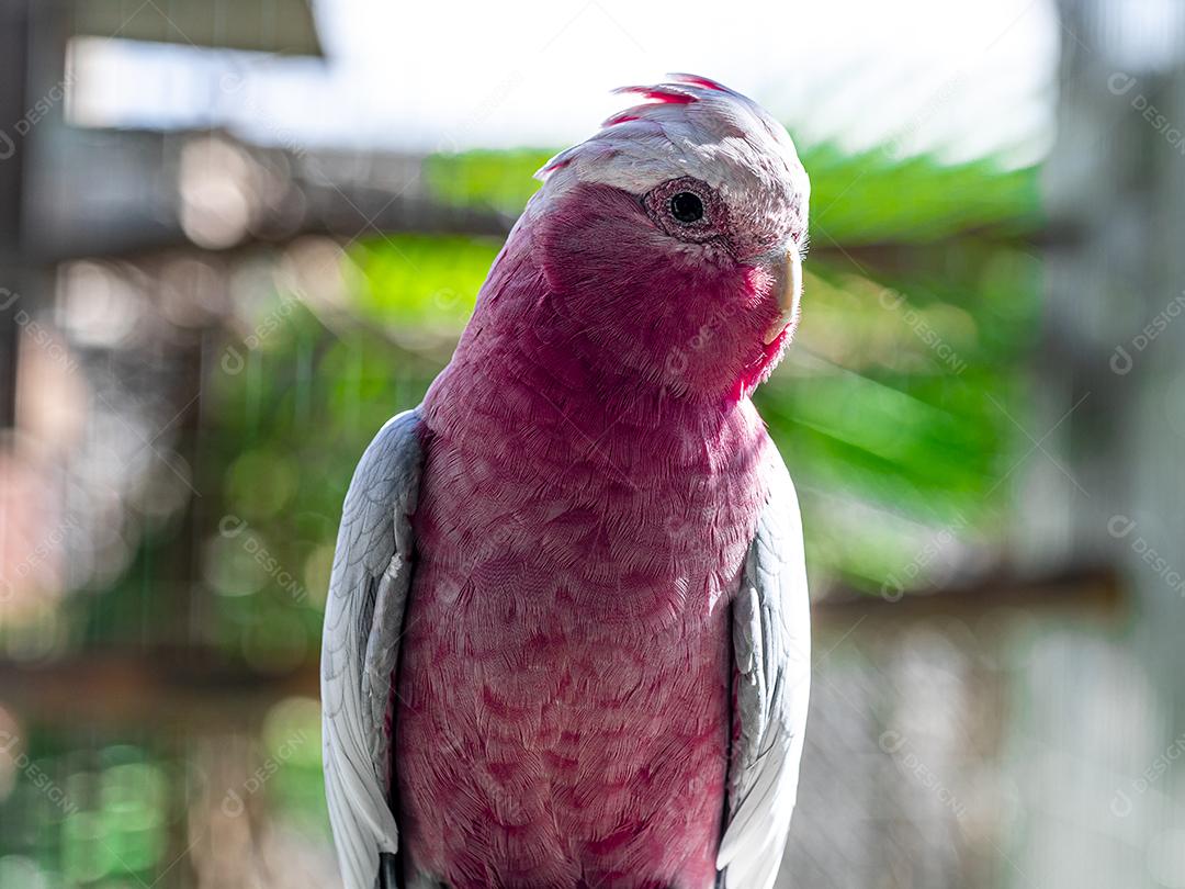 Fotos A galah (Eolophus roseicapilla), também conhecida rosa e cinza, é uma das cacatuas