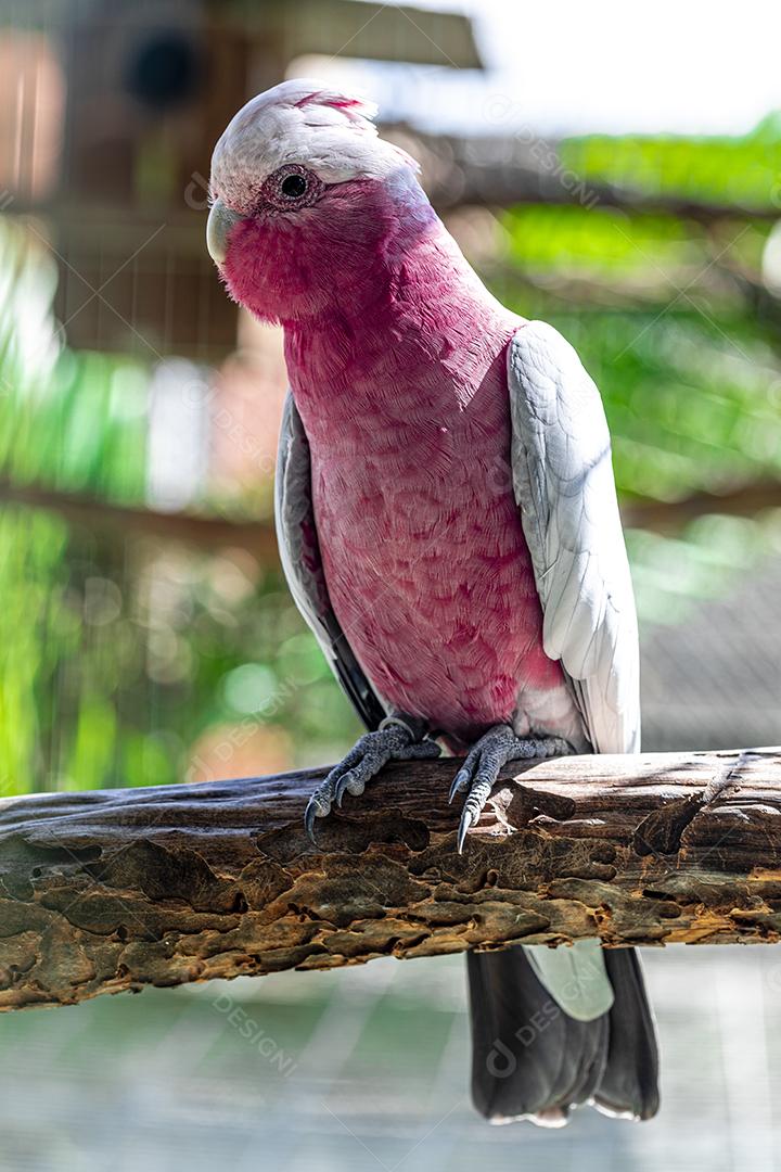 Fotos A galah (Eolophus roseicapilla), também conhecida rosa e cinza, é uma das cacatuas