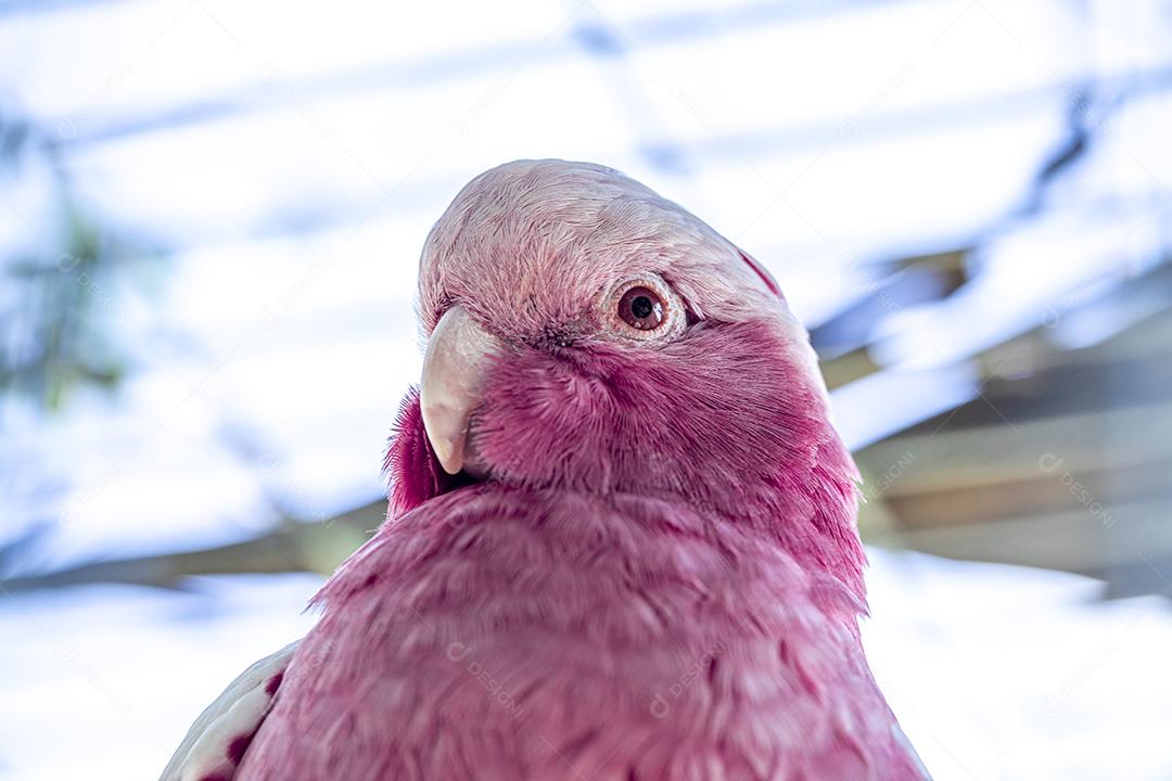 Fotos A galah (Eolophus roseicapilla), também conhecida rosa e cinza, é uma das cacatuas