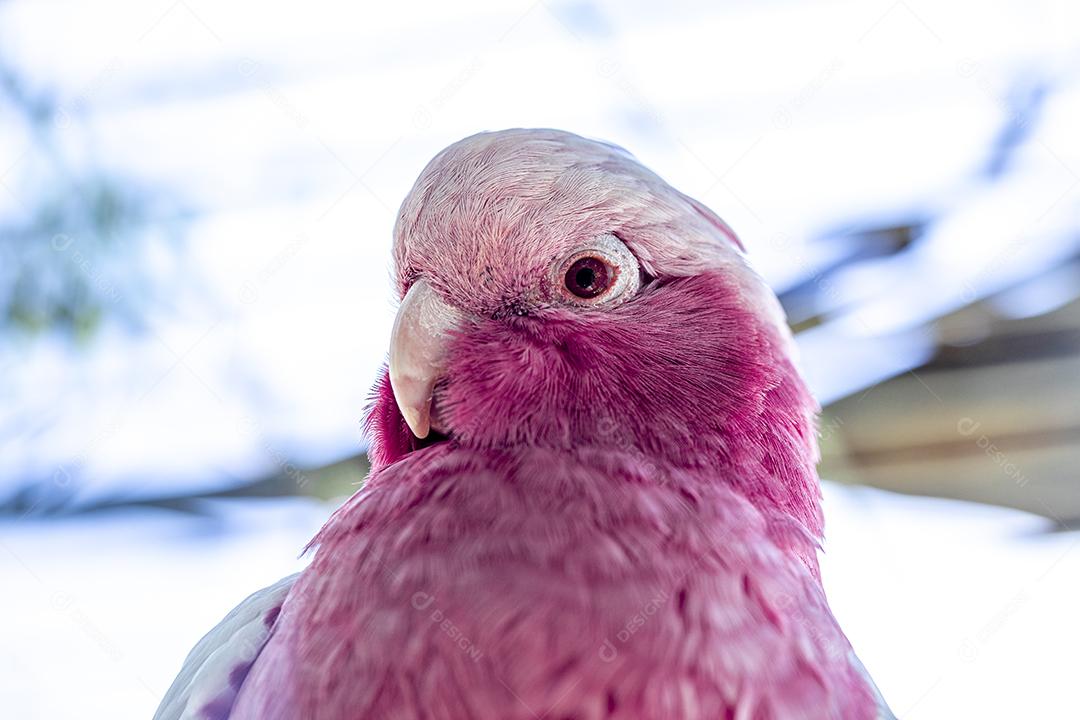 Fotos A galah (Eolophus roseicapilla), também conhecida rosa e cinza, é uma das cacatuas