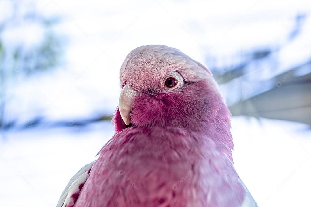 Fotos A galah (Eolophus roseicapilla), também conhecida rosa e cinza, é uma das cacatuas