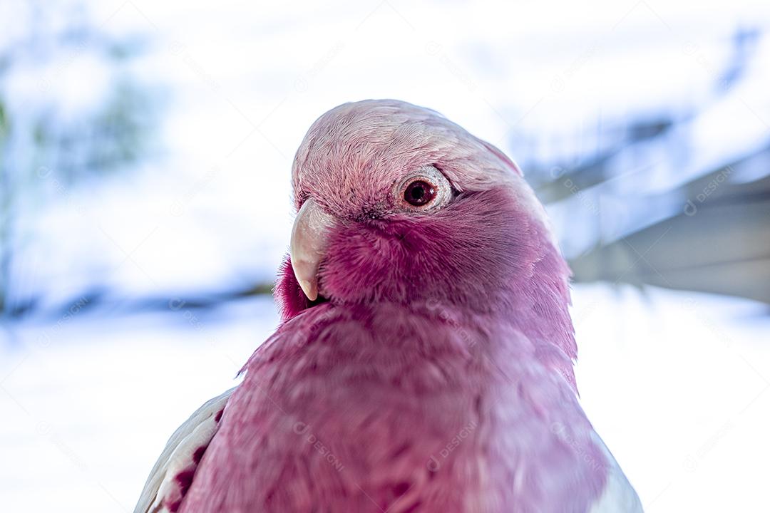 Fotos A galah (Eolophus roseicapilla), também conhecida rosa e cinza, é uma das cacatuas