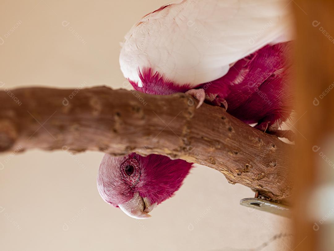 Fotos A galah (Eolophus roseicapilla), também conhecida rosa e cinza, é uma das cacatuas