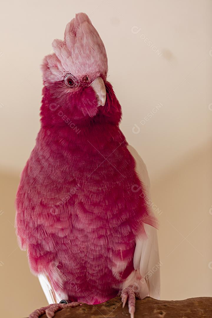 Fotos A galah (Eolophus roseicapilla), também conhecida rosa e cinza, é uma das cacatuas