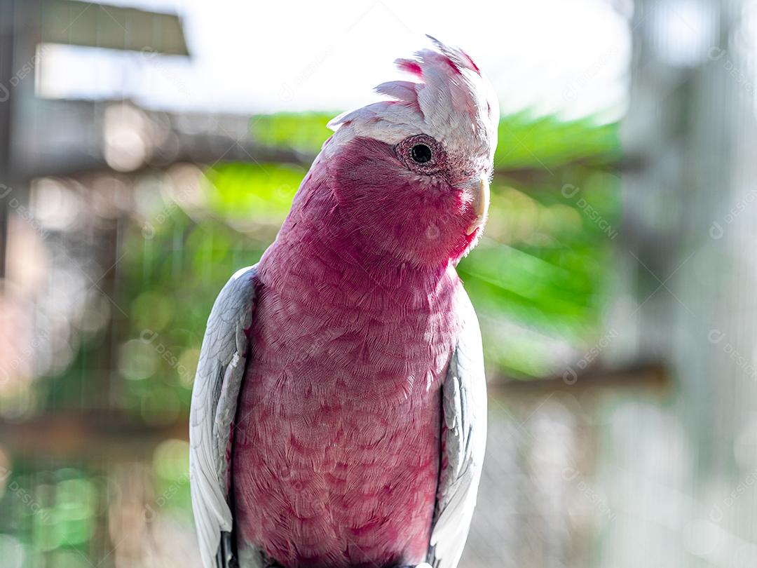 Fotos A galah (Eolophus roseicapilla), também conhecida rosa e cinza, é uma das cacatuas