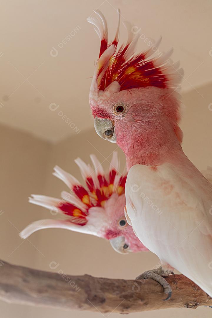 Fotos Cacatua Major Mitchell (Lophochroa leadbeateri) também conhecida cacatua rosa