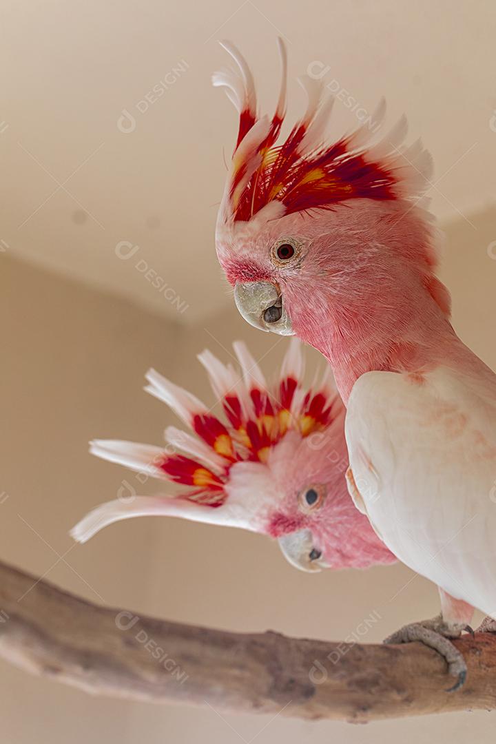 Fotos Cacatua Major Mitchell (Lophochroa leadbeateri) também conhecida cacatua rosa