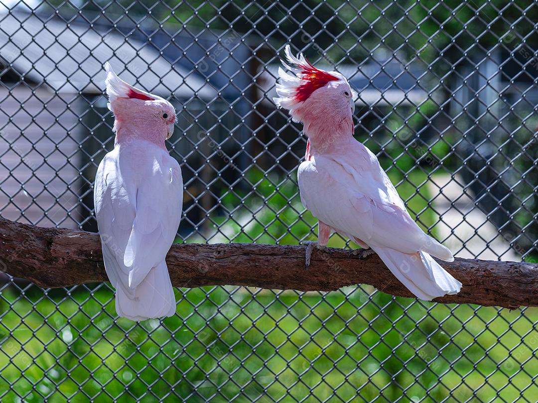 Fotos Cacatua Major Mitchell (Lophochroa leadbeateri) também conhecida cacatua rosa