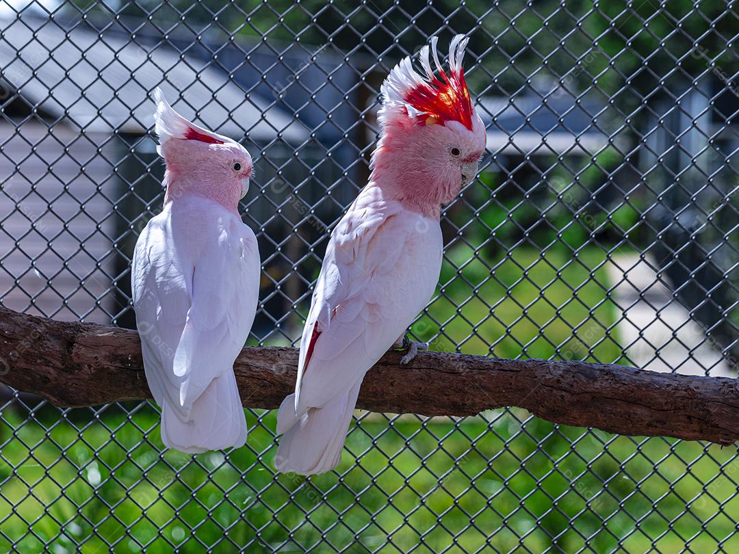 Fotos Cacatua Major Mitchell (Lophochroa leadbeateri) também conhecida cacatua rosa