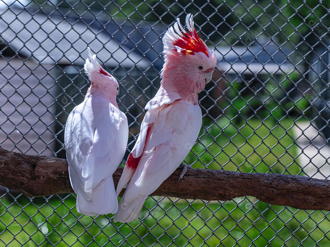 Fotos Cacatua Major Mitchell (Lophochroa leadbeateri) também conhecida cacatua rosa