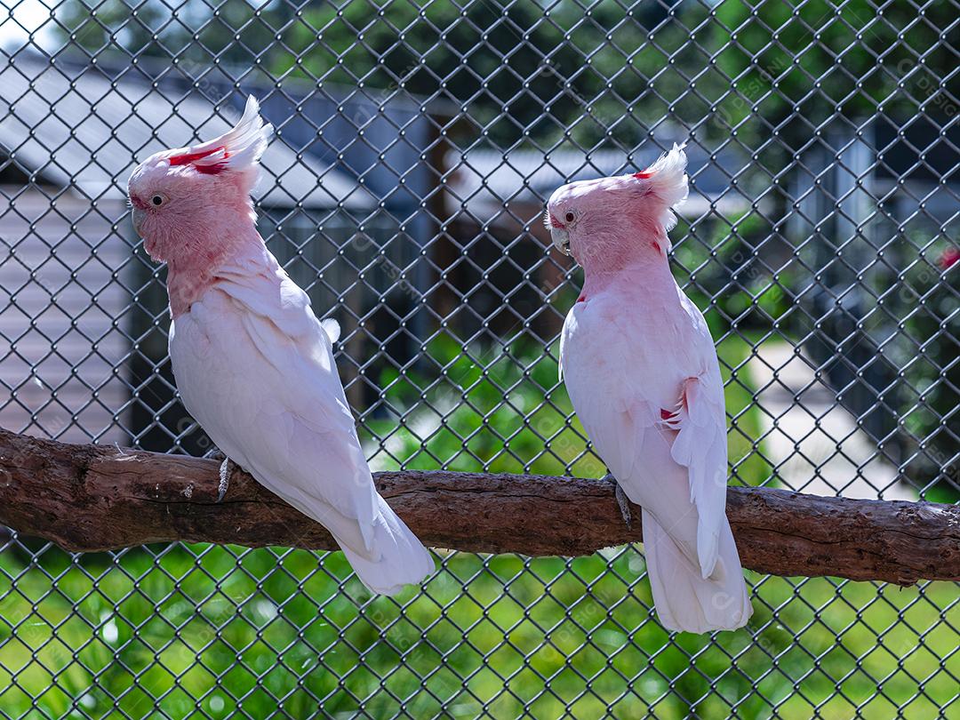 Fotos Cacatua Major Mitchell (Lophochroa leadbeateri) também conhecida cacatua rosa