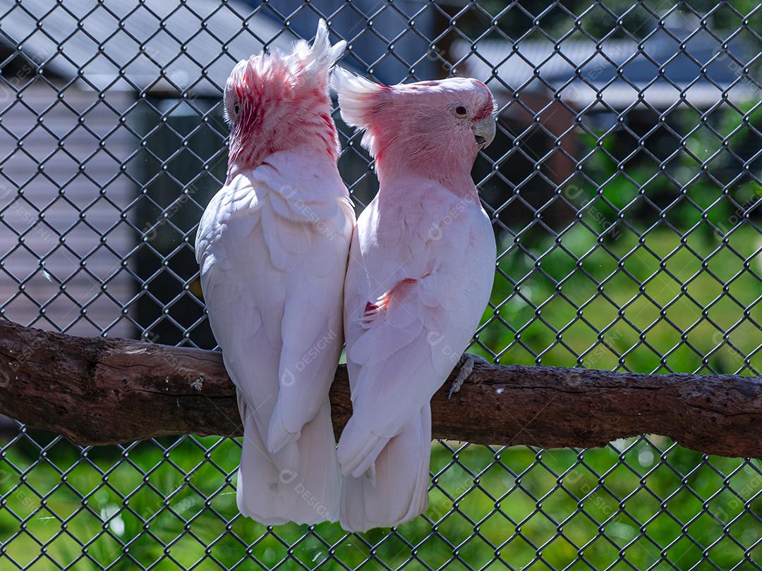 Fotos Cacatua Major Mitchell (Lophochroa leadbeateri) também conhecida cacatua rosa