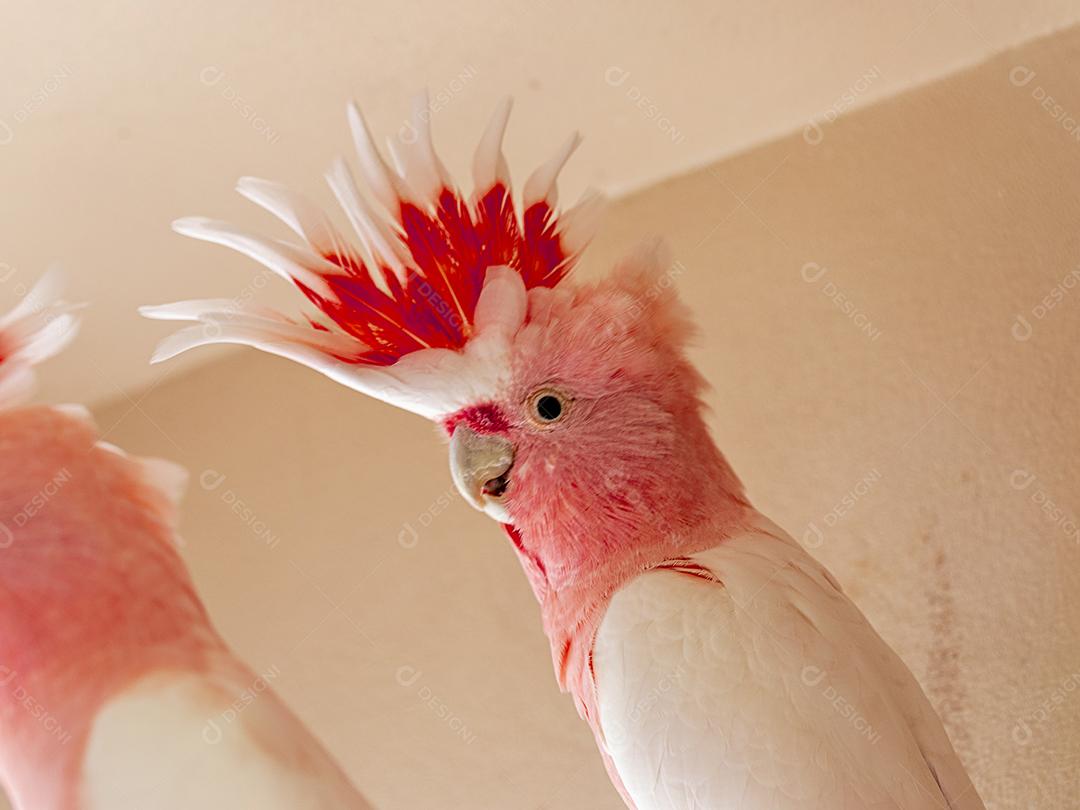 Fotos Cacatua Major Mitchell (Lophochroa leadbeateri) também conhecida cacatua rosa