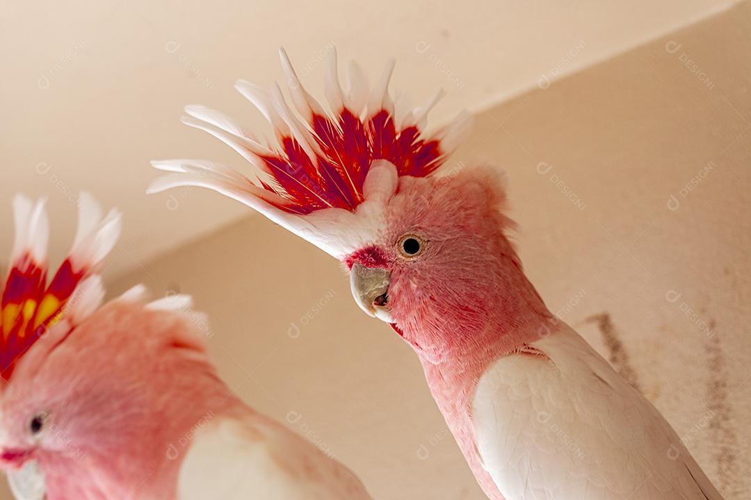 Fotos Cacatua Major Mitchell (Lophochroa leadbeateri) também conhecida cacatua rosa