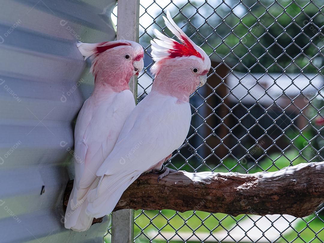 Fotos Cacatua Major Mitchell (Lophochroa leadbeateri) também conhecida cacatua rosa