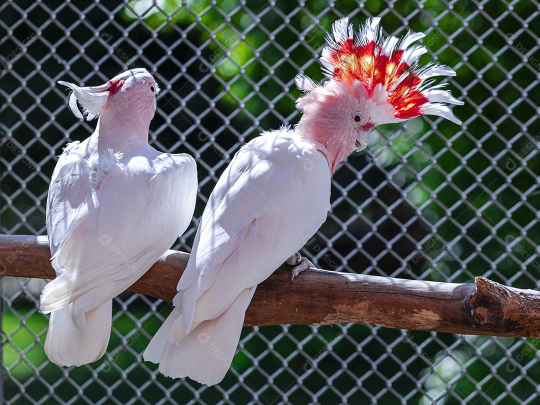 Fotos Cacatua Major Mitchell (Lophochroa leadbeateri) também conhecida cacatua rosa