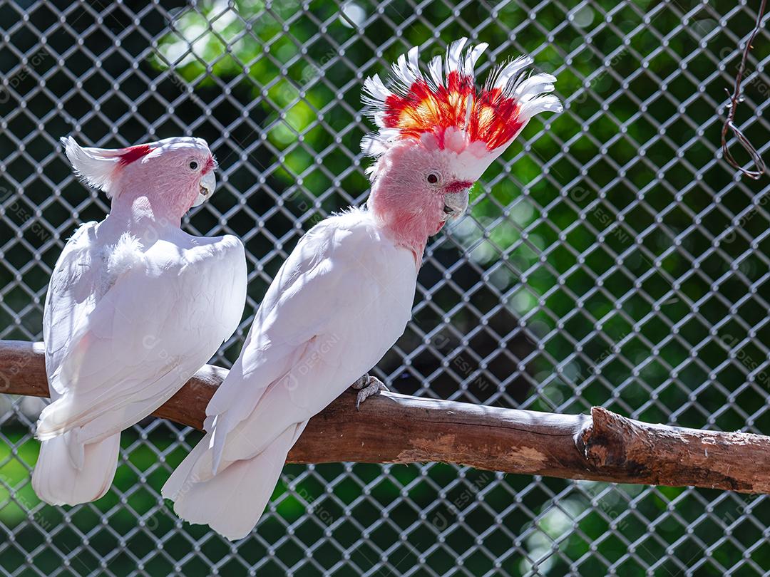 Fotos Cacatua Major Mitchell (Lophochroa leadbeateri) também conhecida cacatua rosa