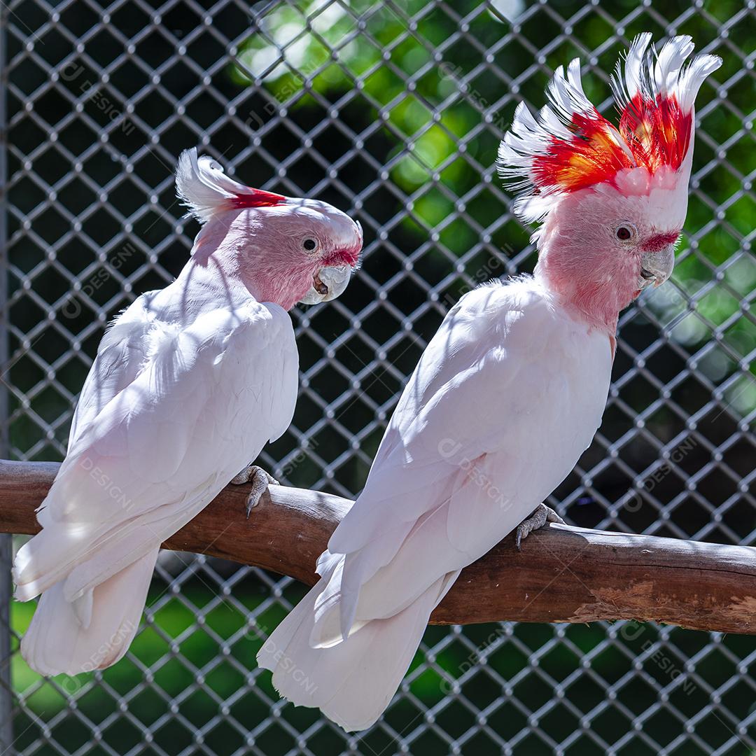 Fotos Cacatua Major Mitchell (Lophochroa leadbeateri) também conhecida cacatua rosa