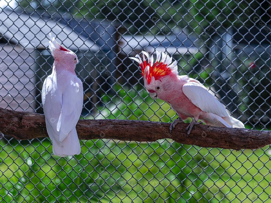 Fotos Cacatua Major Mitchell (Lophochroa leadbeateri) também conhecida cacatua rosa