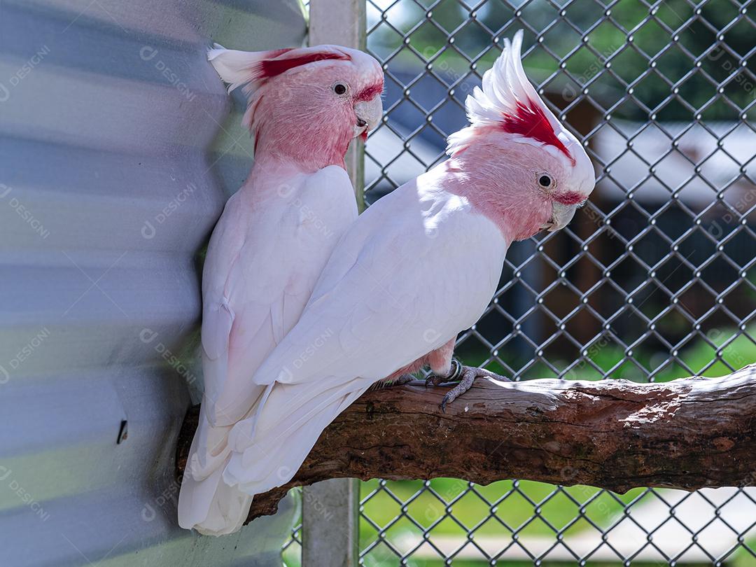 Fotos Cacatua Major Mitchell (Lophochroa leadbeateri) também conhecida cacatua rosa