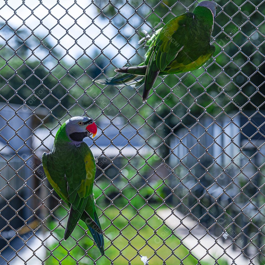 Casal de periquito de Lord Derby (Psittacula derbiana) no aviário Imagem JPG