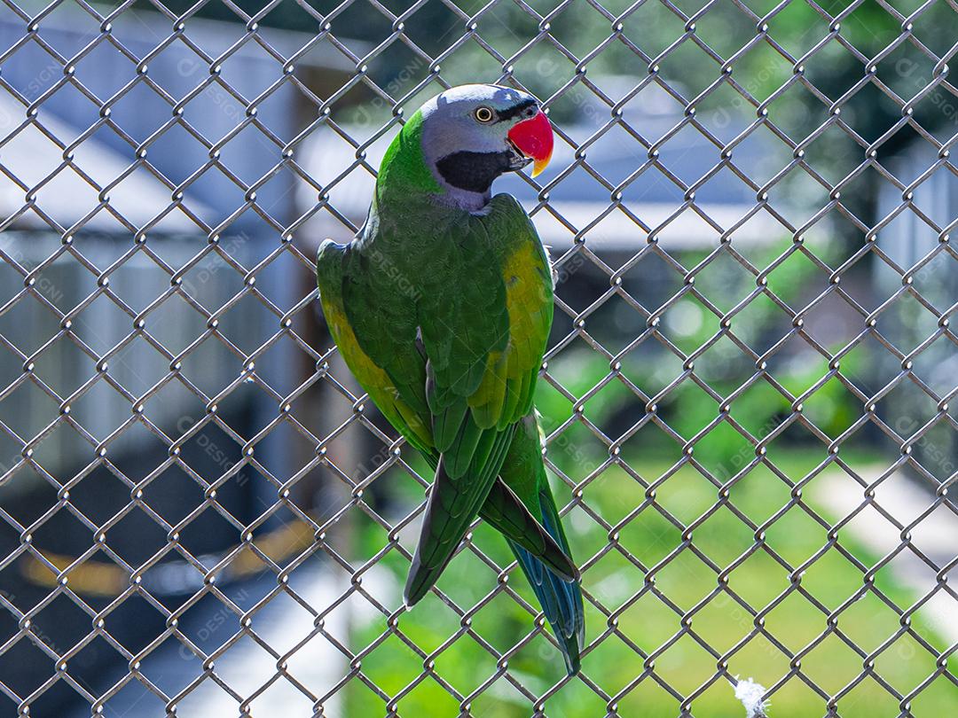 Casal de periquito de Lord Derby (Psittacula derbiana) no aviário Imagem JPG