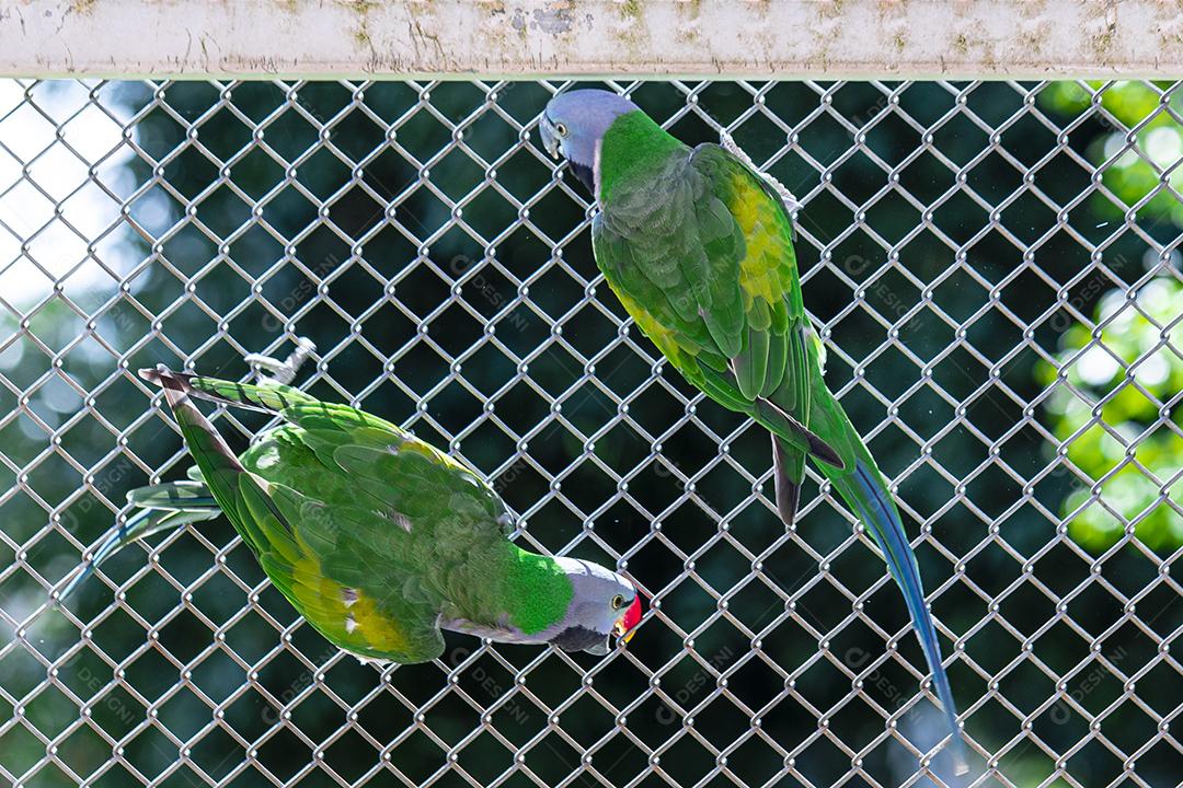 Casal de periquito de Lord Derby (Psittacula derbiana) no aviário Imagem JPG