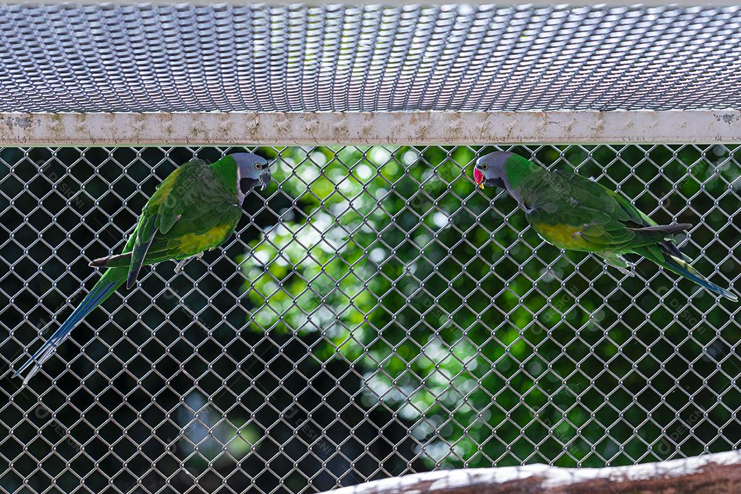 Casal de periquito de Lord Derby (Psittacula derbiana) no aviário Imagem JPG